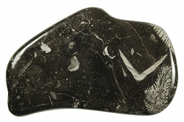 Polished Devonian Fossil Coral and Bryozoan Plate - Morocco #290334